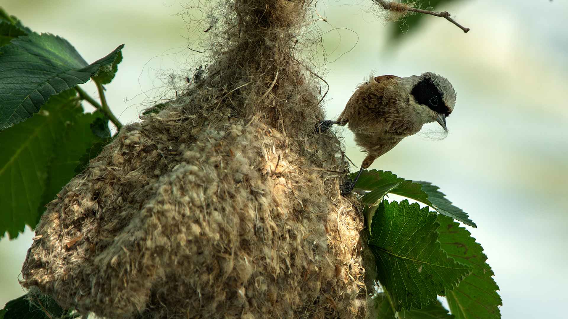 Eurasian Penduline-Tit
